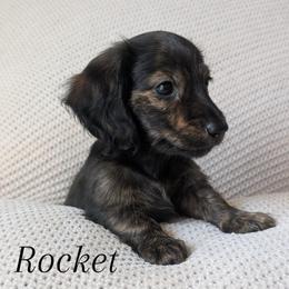 Rocket - Brindle male Dachshund puppy in Valley Center, California from Destiny Dachsunds