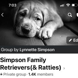 Rat Terrier Puppies from Simpson Family retrievers and Rattes