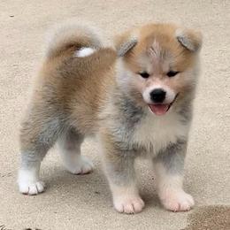 Chi-chi go Winmont - Red female Japanese Akitainu puppy in Copperas Cove, Texas from Winmont Akitas
