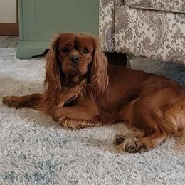 Oliver - Cavalier King Charles Spaniel