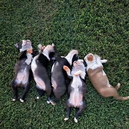 Boston Terrier Puppies from Liliya Hellams