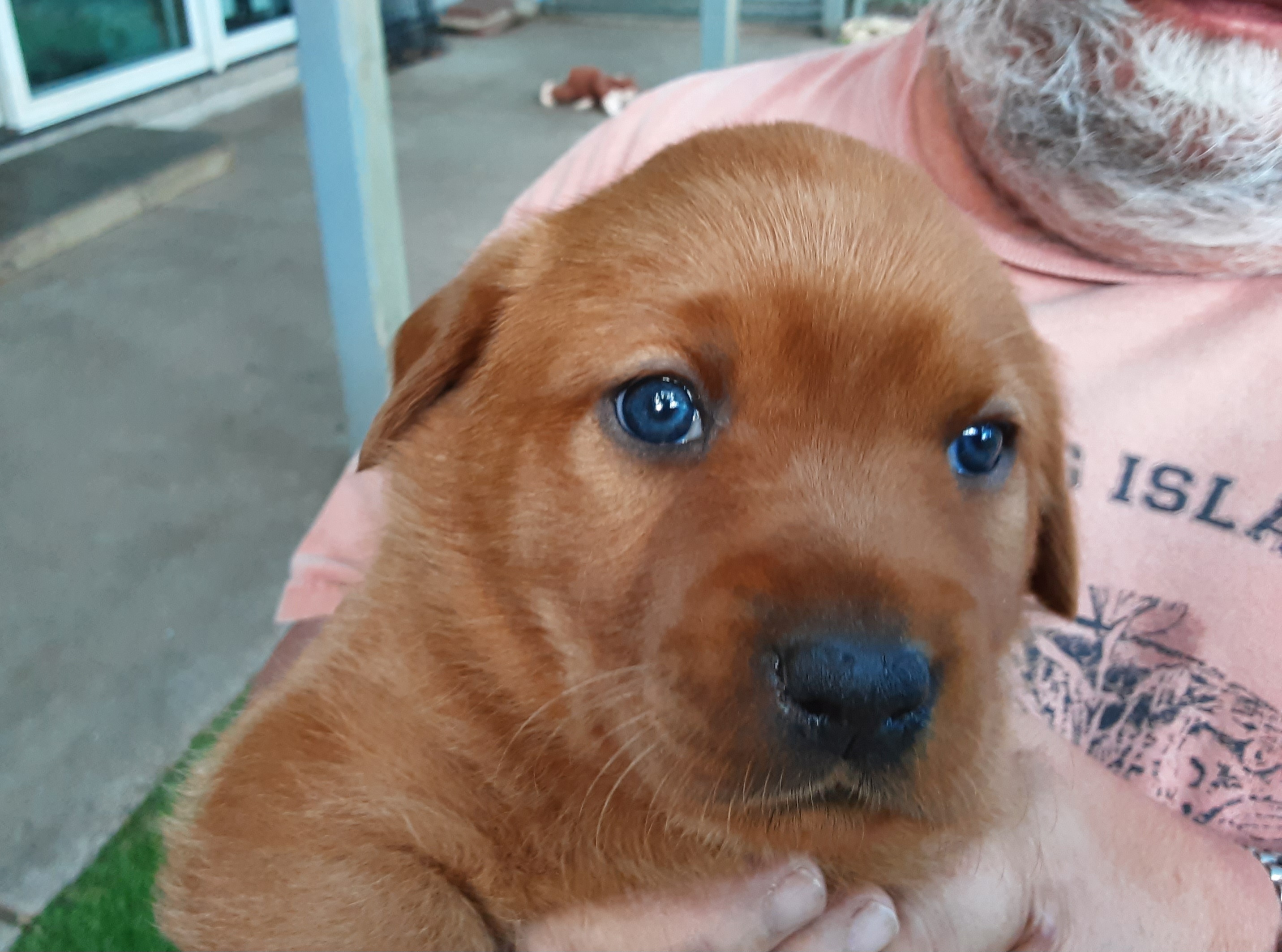 Girl 2 - Yellow Labrador Retriever puppy in West Salem, Wisconsin from Hidden River Retrievers