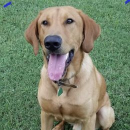 Labrador Retrievers from Blue Ridge Retrievers