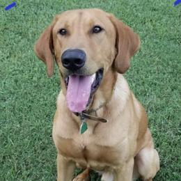 Labrador Retrievers from Blue Ridge Retrievers