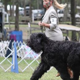 Black Russian Terriers from Margarita Galperina's Black Russian Terrier