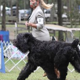 Black Russian Terriers from Margarita Galperina's Black Russian Terrier