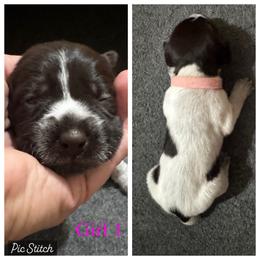 Sansa - Liver and white female German Wirehaired Pointer puppy in Kentucky from Triple Springs Farm