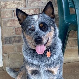 Timber - Australian Cattle Dog