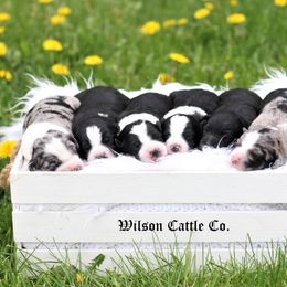 Aussiedoodle Puppies from Wilson Cattle Co.