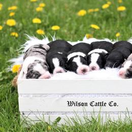Aussiedoodle Puppies from Wilson Cattle Co.