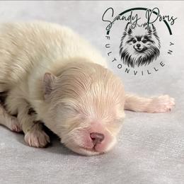 Ivory - Cream female Pomeranian puppy in Fultonville, New York from Sandy Aussies & Pomeranians