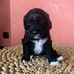 Portuguese Water Dog All Grown Up from Magellan Portuguese Water Dog