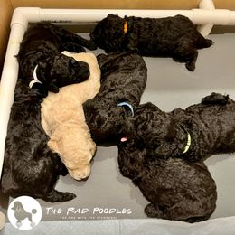 Poodle Puppies from The Rad Poodles