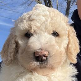 Cream girl - Cream female Goldendoodle puppy in Colchester, Connecticut from Top of the Hill Doodles