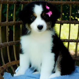 Skittles - Black tri-color female Australian Shepherd puppy in Victoria, Texas from Silvermist Australian Shepherds
