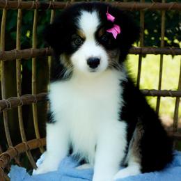 Skittles - Black tri-color female Australian Shepherd puppy in Victoria, Texas from Silvermist Australian Shepherds