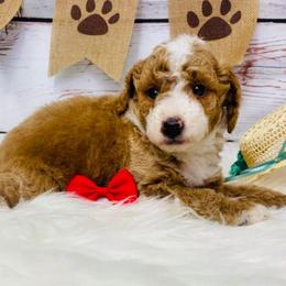 Lincoln.  AKC - Red  male Poodle puppy in Nixa, Missouri from Family Poodles