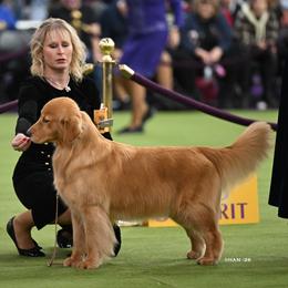 Julieta - Golden Retriever