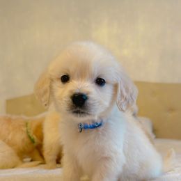 Golden Retriever Puppies from Goldens of Hope