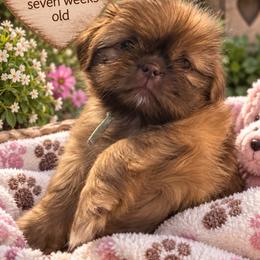 Stephanie mint - Chocolate female Shih Tzu puppy in Augusta, Maine from Zulas Shih Tzu of Maine