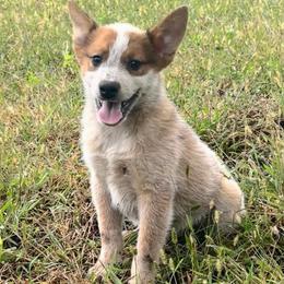 Boy 4 - Red speckled male Australian Cattle Dog puppy in Iowa from OverTime Cattle Dogs