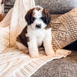 Galaxy - Brown and white female Saint Berdoodle puppy in Beaver, Utah from Rocky Ridge Ranch