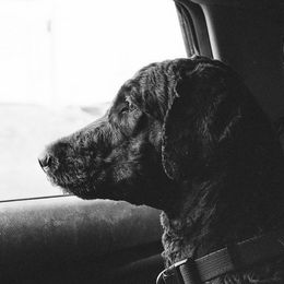 Goldendoodles from Lesley's Goldendoodles