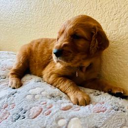 Nola - Dark golden female Golden Retriever puppy in Santa Ana, California from American Golden Retrievers