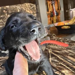 Labrador Retriever Puppies from Okiehuntinboyz Labrador Retrievers