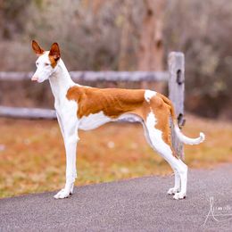 Spyro - Ibizan Hound