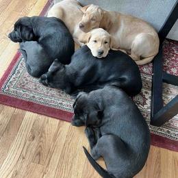 Labrador Retriever Puppies from Branley's Riverside Labradors