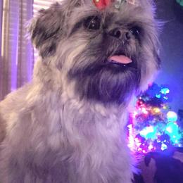 Shih Tzus from Tedras Tasteful Events