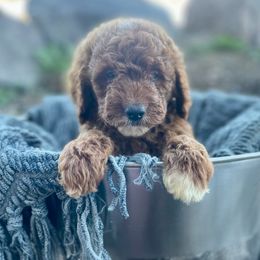Olive - Red  female Goldendoodle puppy in South Jordan, Utah from Wasatch Pup