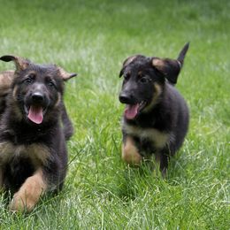 German Shepherd Puppies from Jane Dancosse's German Shepherds