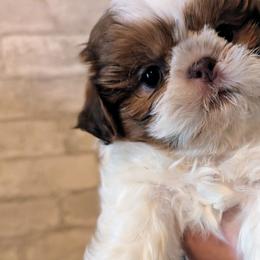Rip - Liver and white male Shih Tzu puppy in West Pawlet, Vermont from Morgan's Shih Tzus