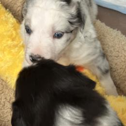 Border Collie Puppies from Roaring River Border Collies