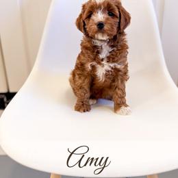 Meg - Red  female Goldendoodle puppy in Melba, Idaho from KZ Doodles