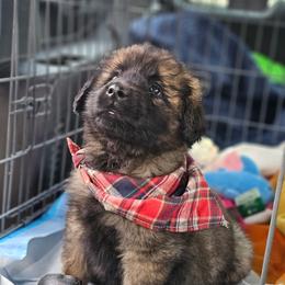 Leo Wildermuth 6392-boy -4 - Reddish brown male Leonberger puppy in Brandywine, Maryland from QVR Labradors and Leonbergers
