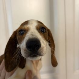 Skoll - Piebald male Dachshund puppy in Conroe, Texas from R&M Dachshunds