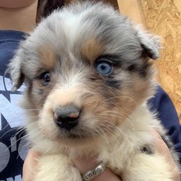 Australian Shepherd and German Shepherd Puppies from Bigler Ranch Shepherds