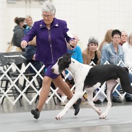 Great Danes from Runa Danes
