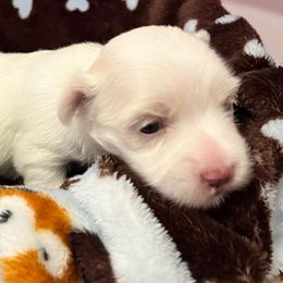 Morkies from Loveable Litters