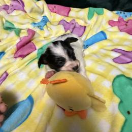 Boy 2 - White black and tan male Papillon puppy in Fremont, Michigan from Barque