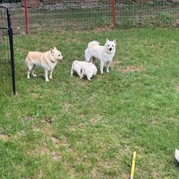 Schipperke puppies from Melissa Davis