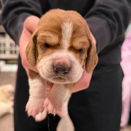 Alfalfa - Mahogany and white male Basset Hound puppy in Monterey, Tennessee from Southern Belles Bassets