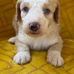 Leah - Cream female Aussiedoodle puppy in Shelby, North Carolina from Gracie's Puppies