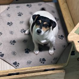 Kallie - Russell Terrier