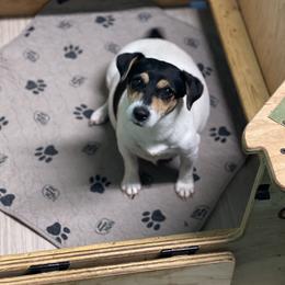 Kallie - Russell Terrier