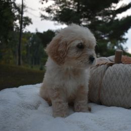 Minnie - Apricot male Goldendoodle puppy in Angola, Indiana from Classic City Doodles