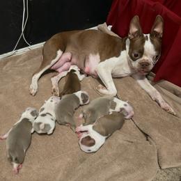 Boston Terrier puppies from Knucklez Kids